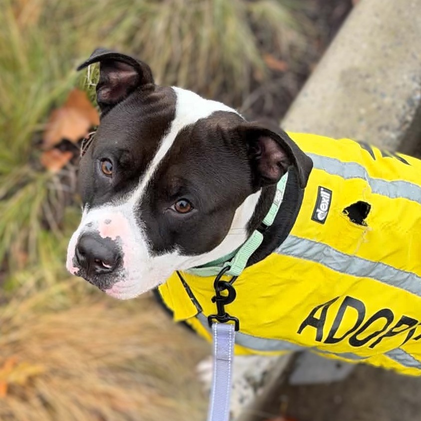 BRANDON - Terrier / American Pit Bull available for adoption