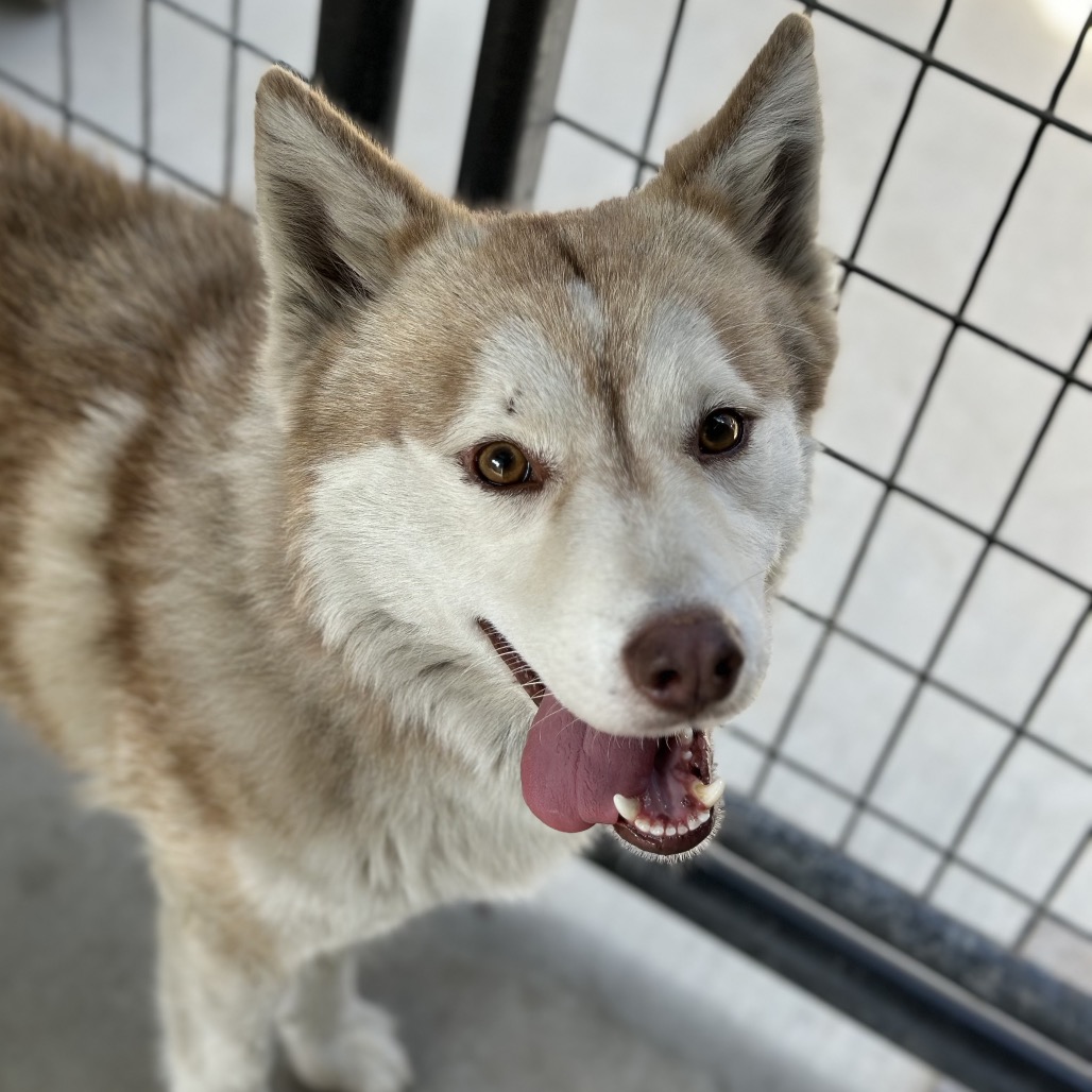 Rusty — thumbnail 5