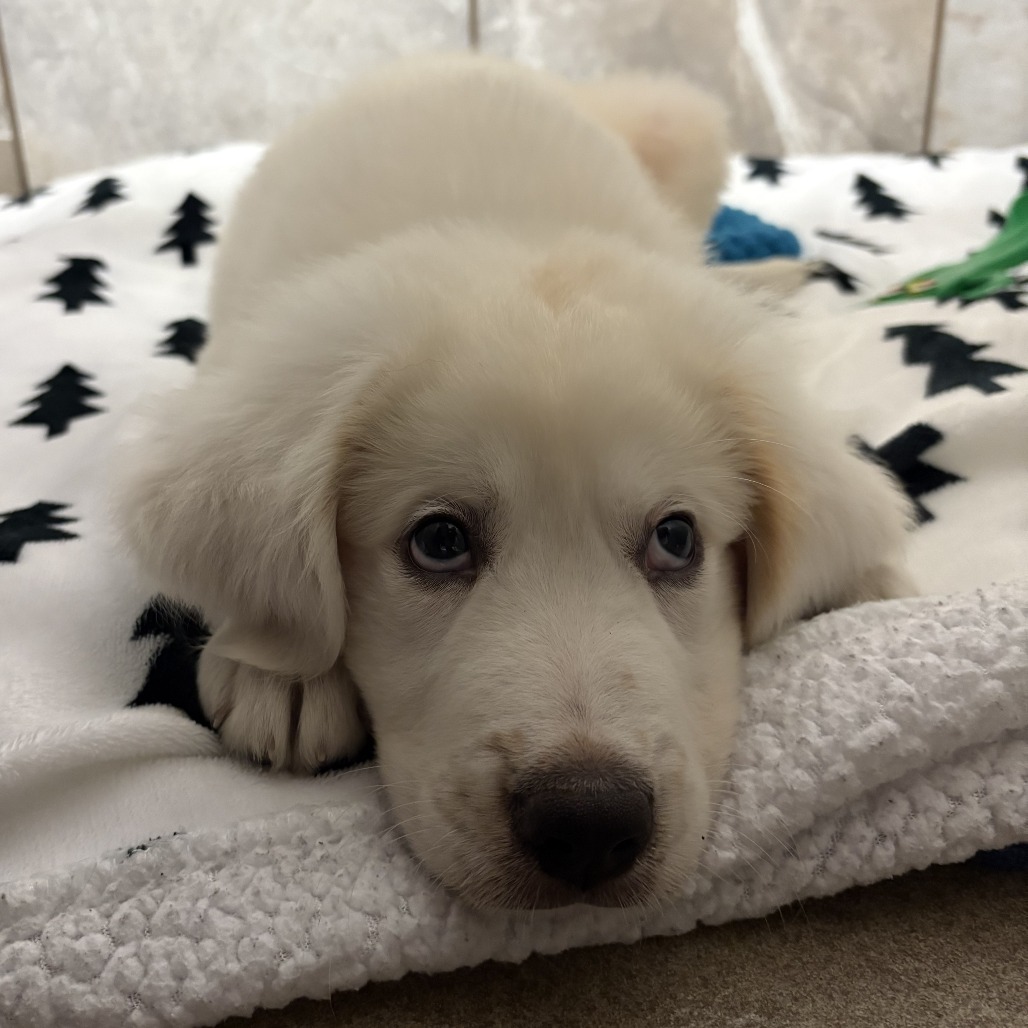 Bob is available for adoption at Anderson Humane