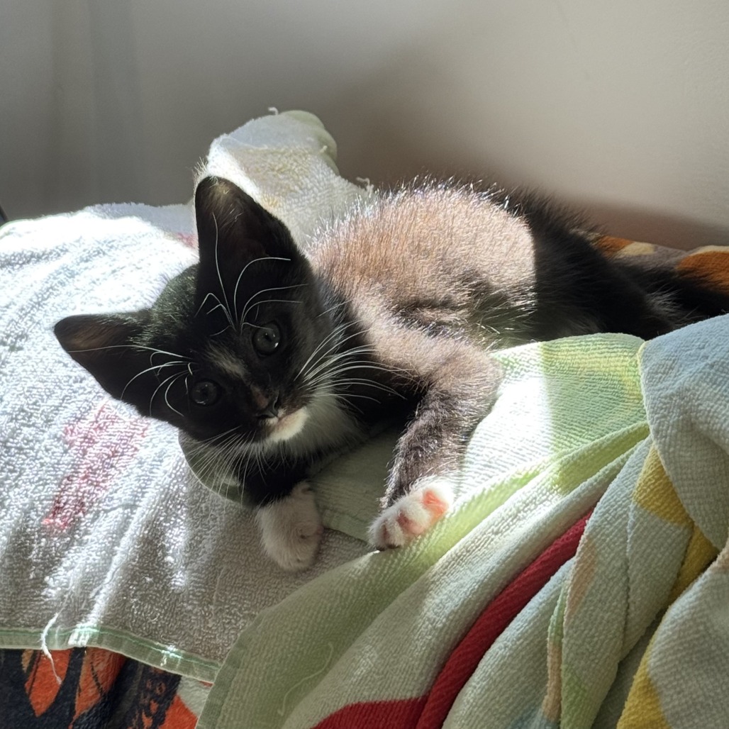 BAE BAE - Domestic Shorthair available for adoption