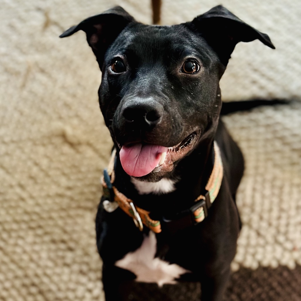 Cello — thumbnail 8