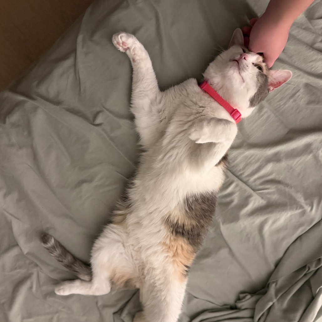 Kali, photo 10