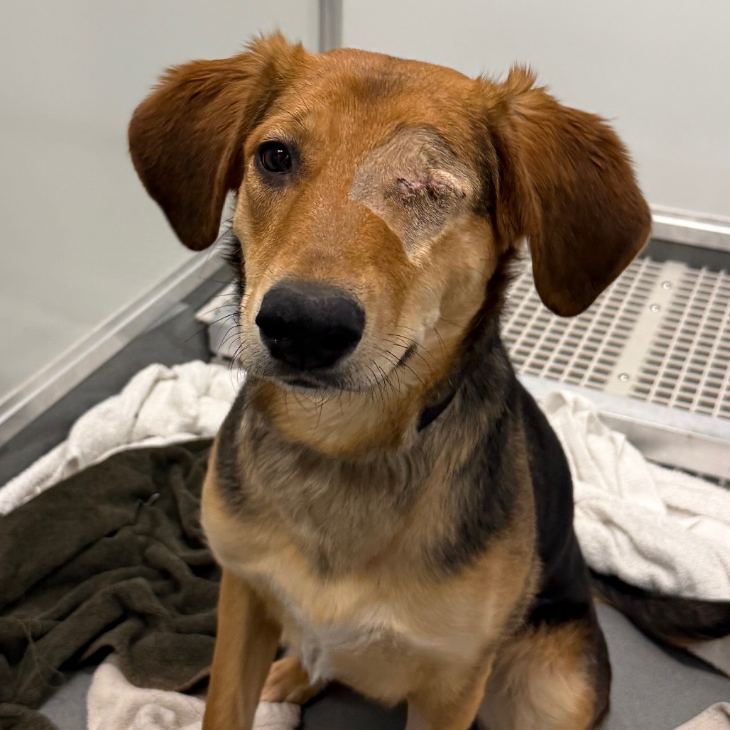 Rhea — thumbnail 5