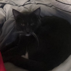 de56cb9cabe94976bb49089057c312d8