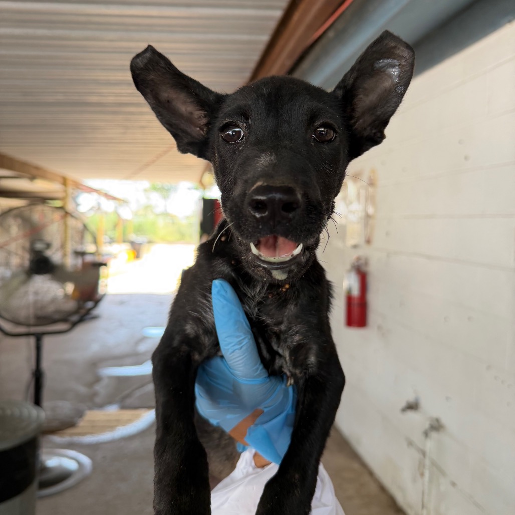 BELLSPROUT - Terrier / Pit Bull available for adoption