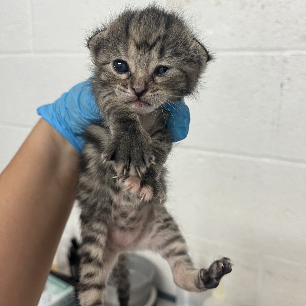 Cynthia, available for adoption at PVAS