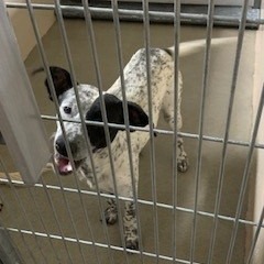 Kennel#23 Totter's preview photo