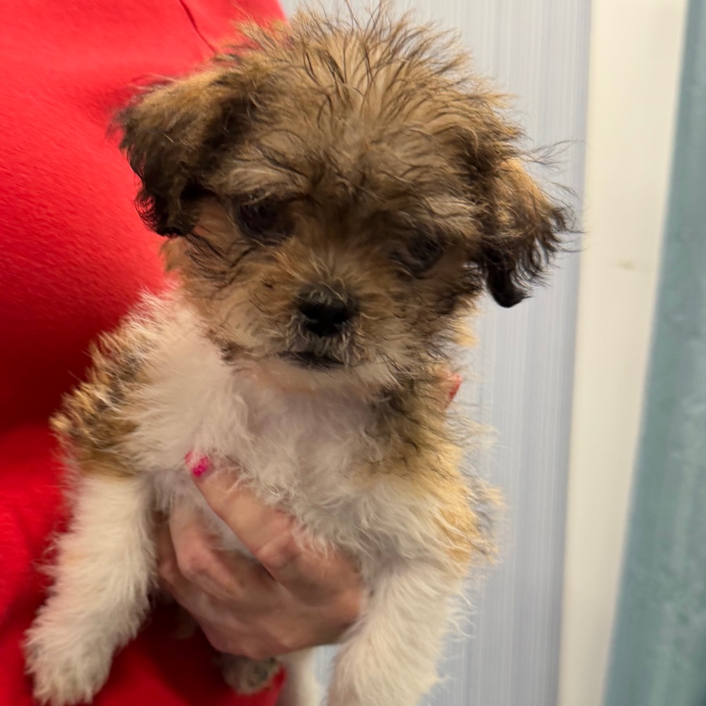 Elvis — thumbnail 4