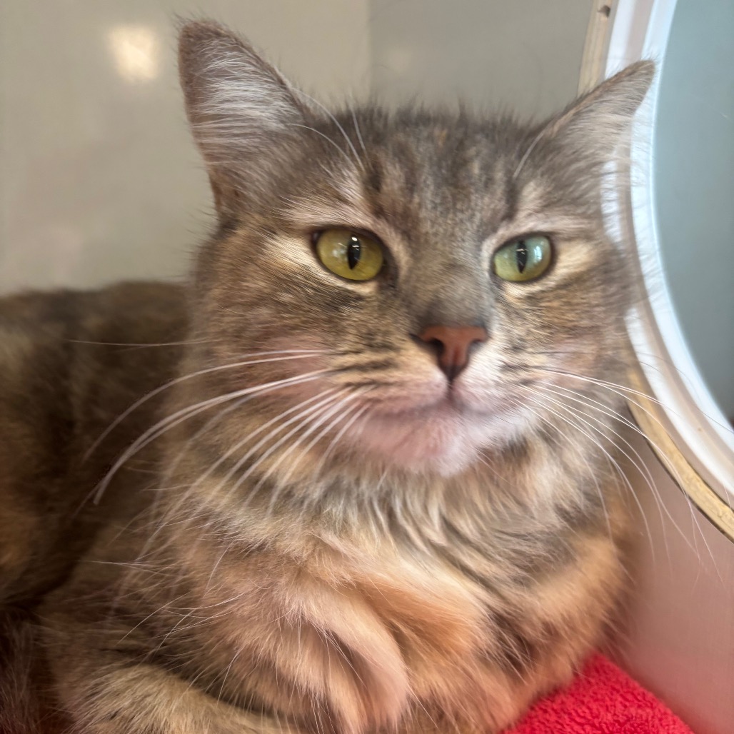 Calypso  - Domestic Longhair