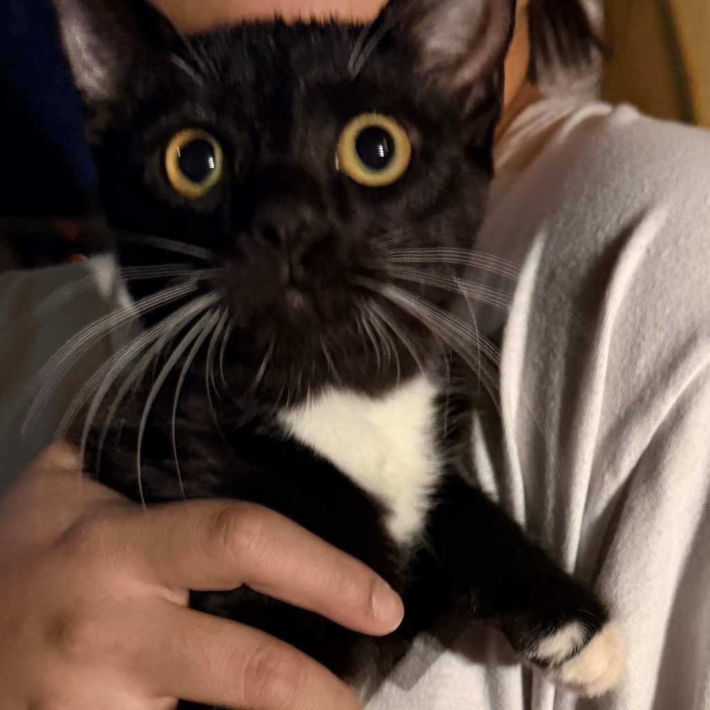 Luna