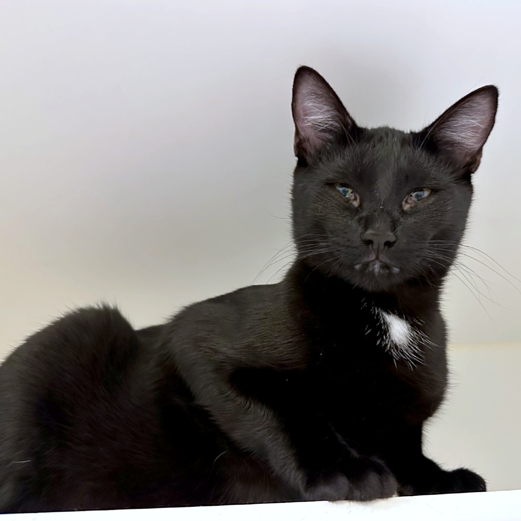 Photo of Umbra