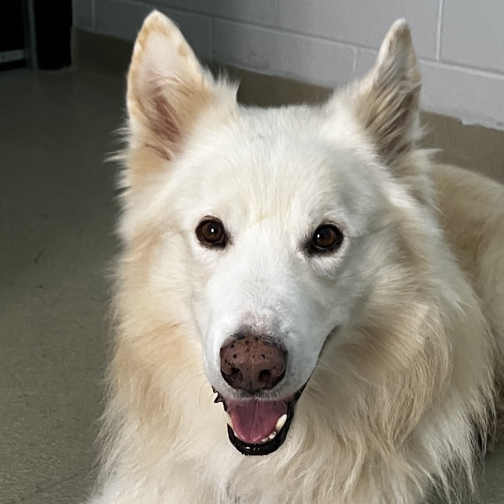 JERICO - Husky available for adoption
