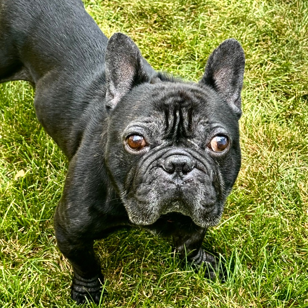 Bugsy D11922, photo 2
