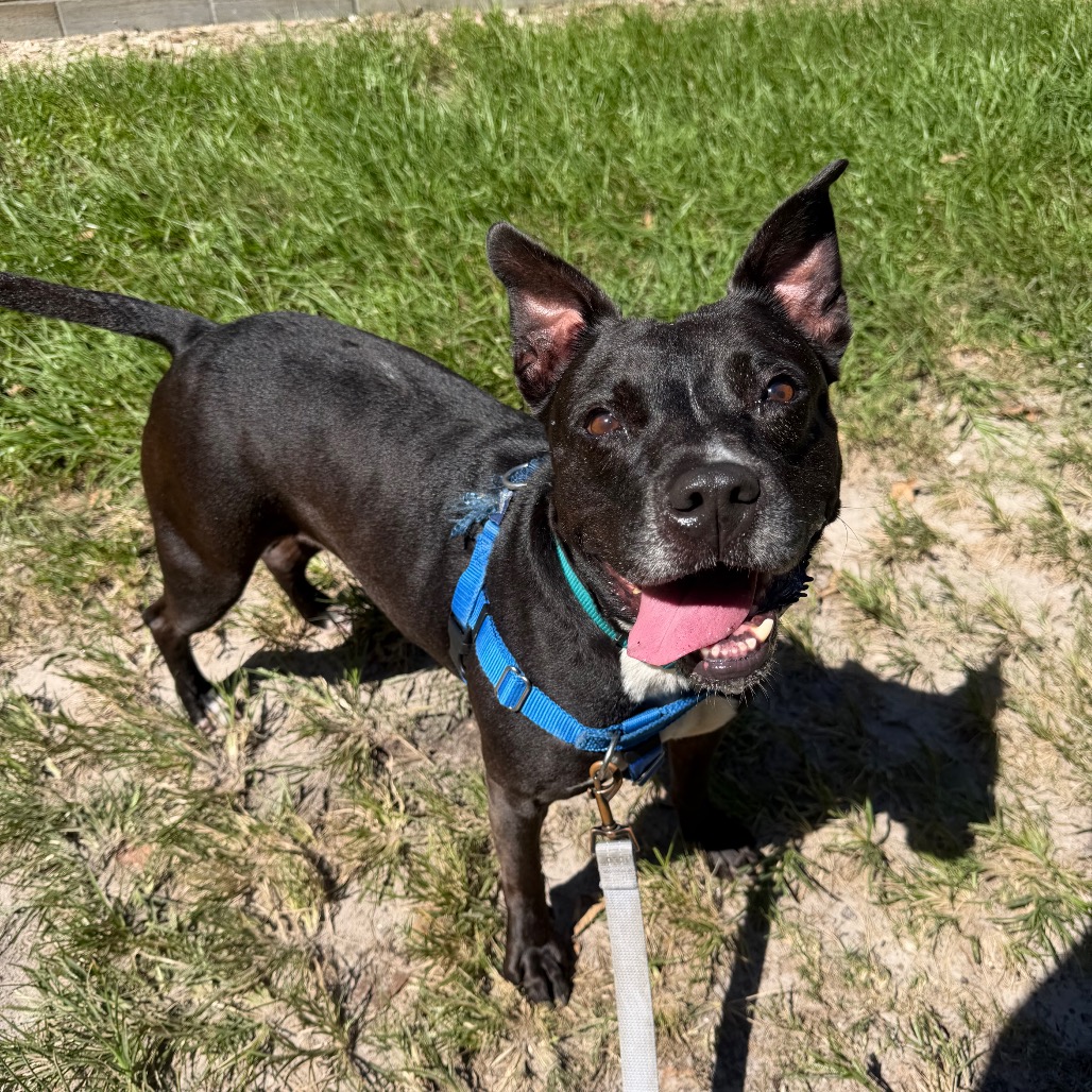 PRECIOUS - Mixed Breed (Medium) available for adoption