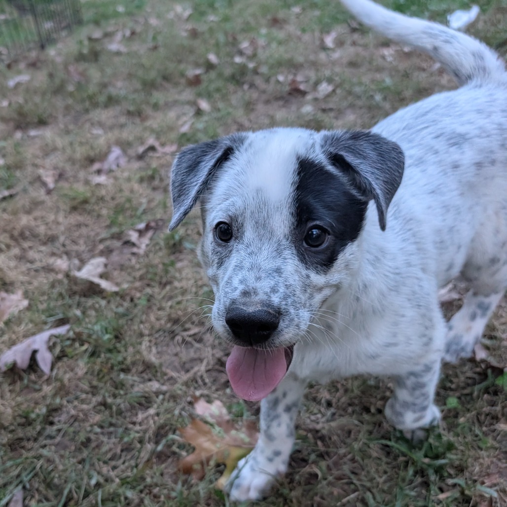 Macee Pup - Hotspur, photo 12
