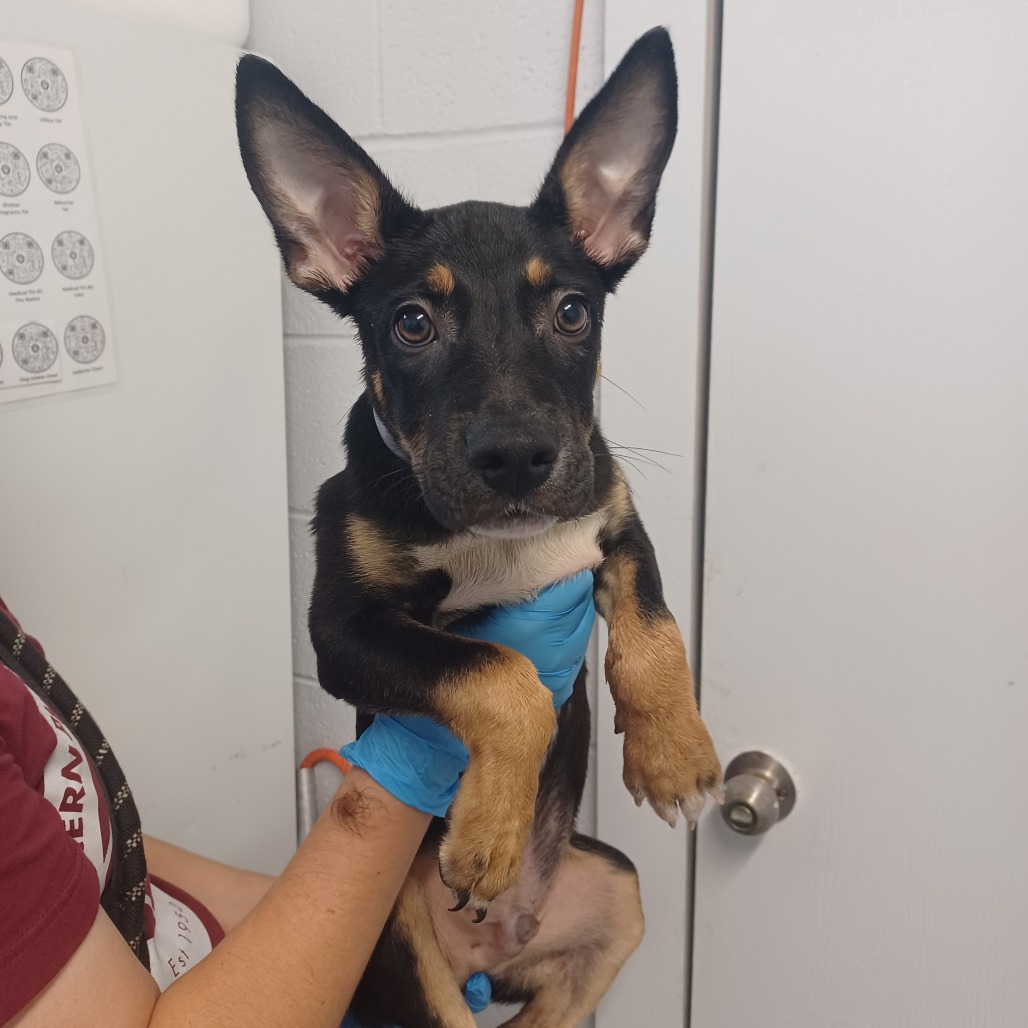 FRANKLIN - Shepherd / Mix available for adoption