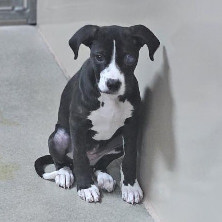 Kennel#28 Cici's preview photo