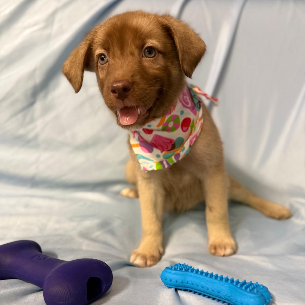 SALLIE - Retriever, Labrador / Mix available for adoption