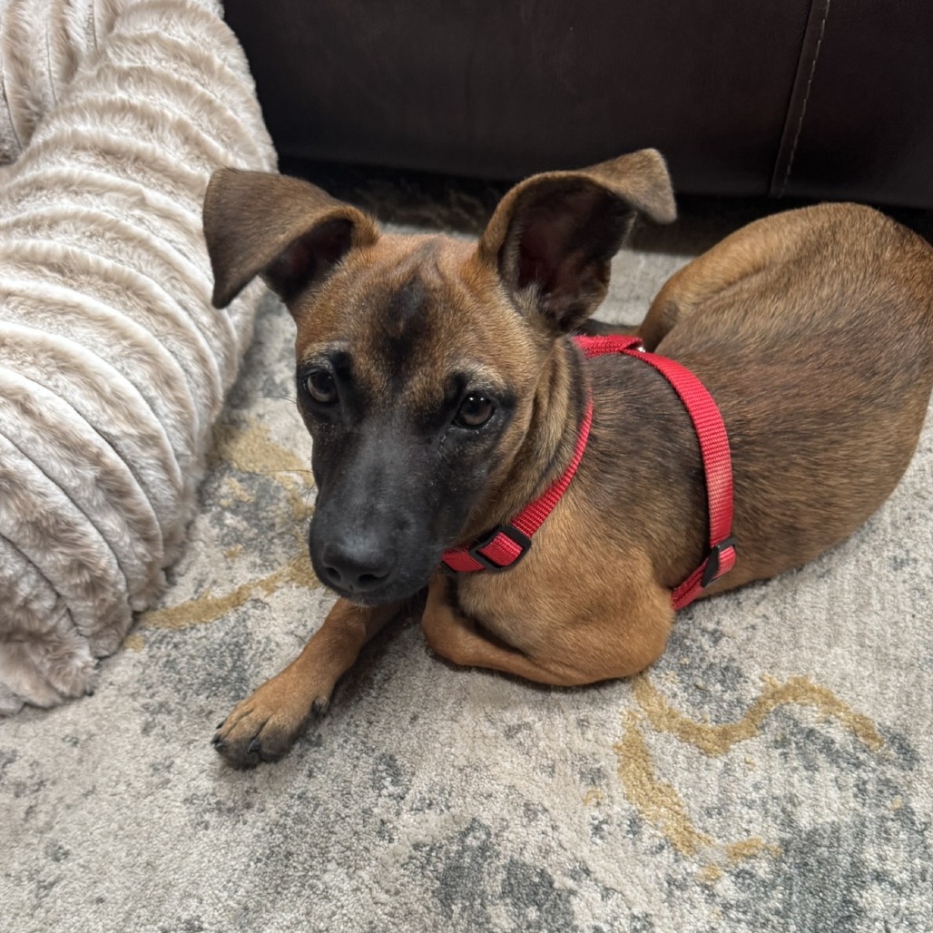 CT Mollie (foster in Stafford CT)
