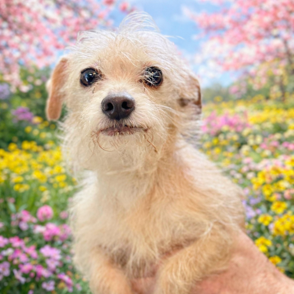 Sissy — thumbnail 2