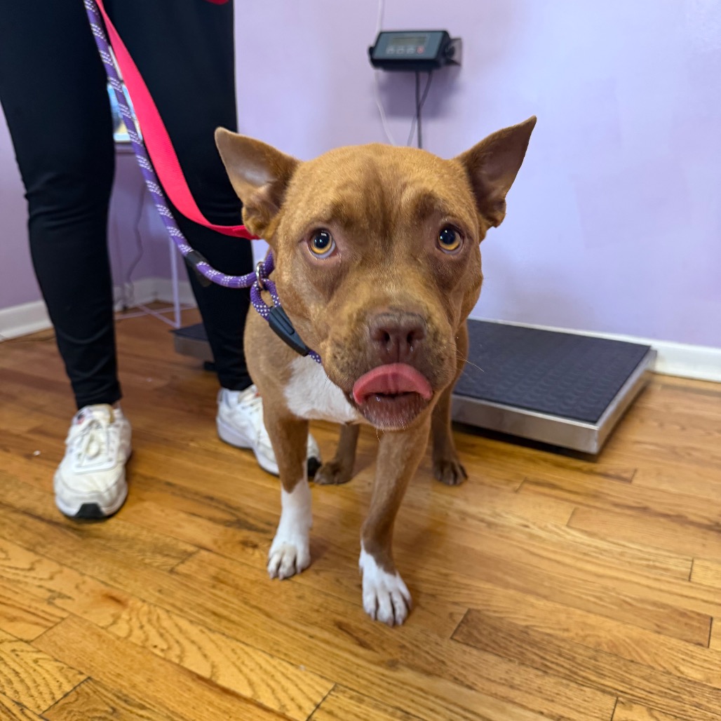 Pit Bull