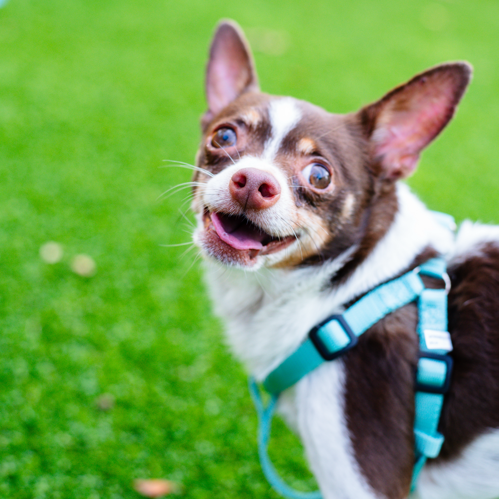 FRANKIE - Mixed Breed (Small) available for adoption
