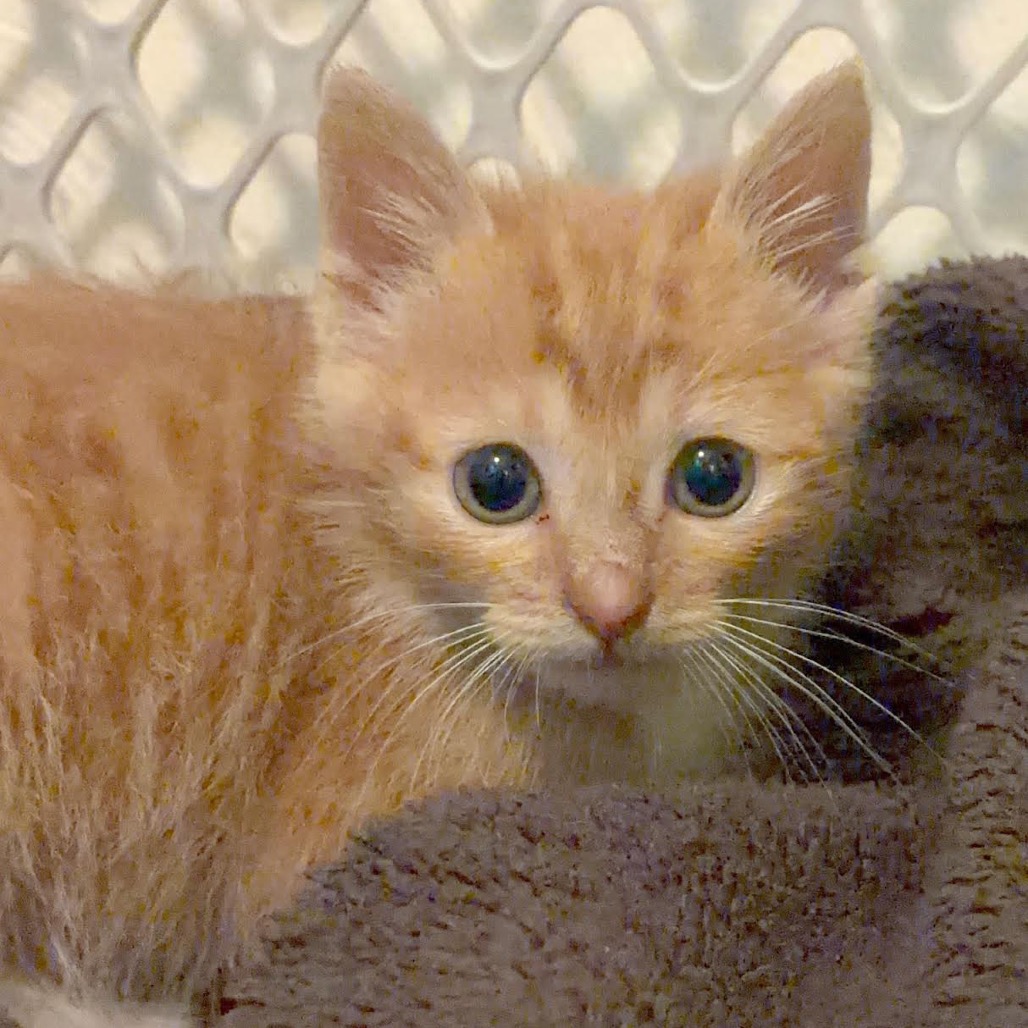 CHEETO - Domestic Shorthair available for adoption