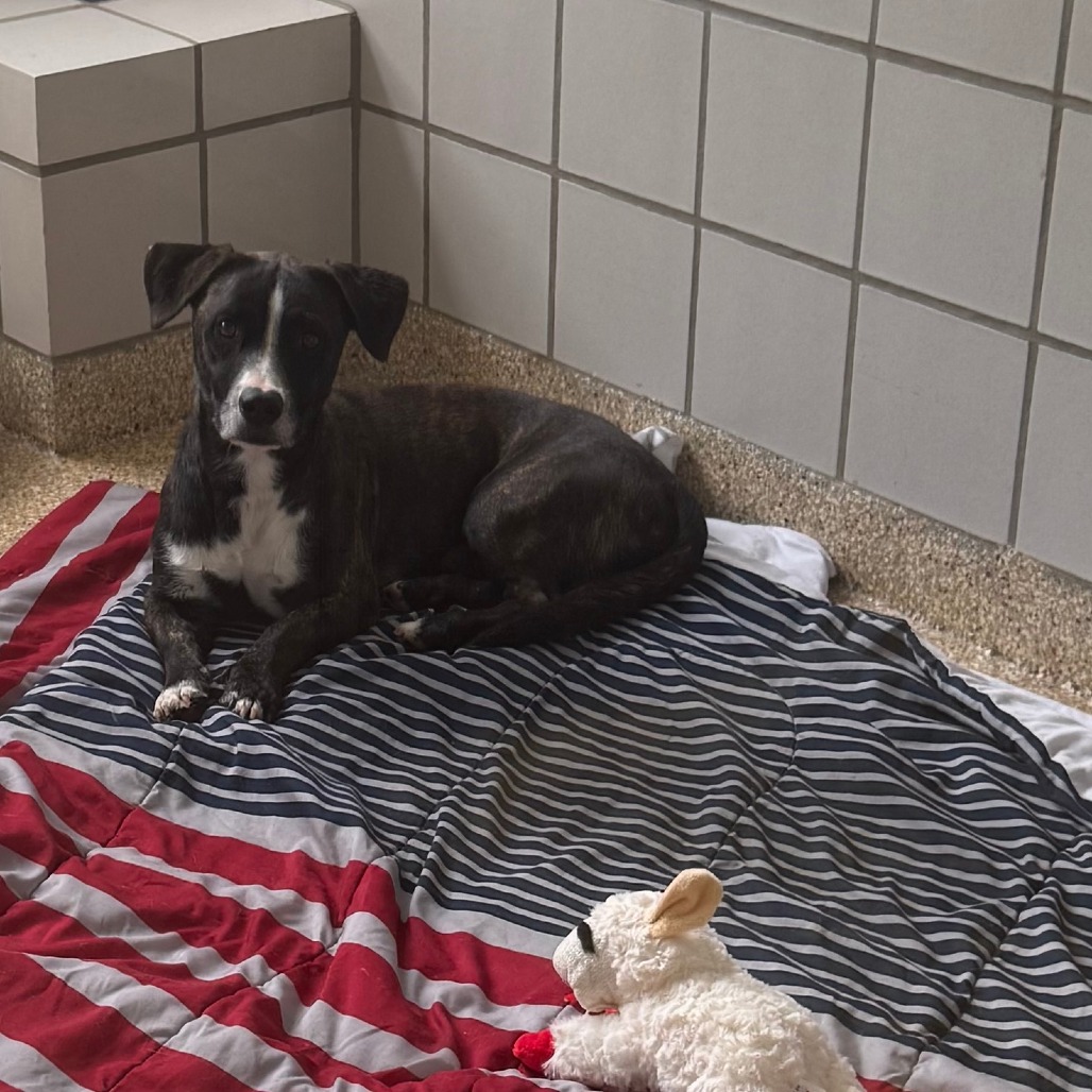 SALMON - Mixed Breed (Medium) available for adoption