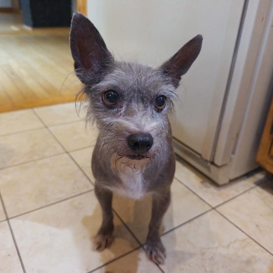 FOXY ROXY - Chinese Crested Dog / Chihuahua available for adoption