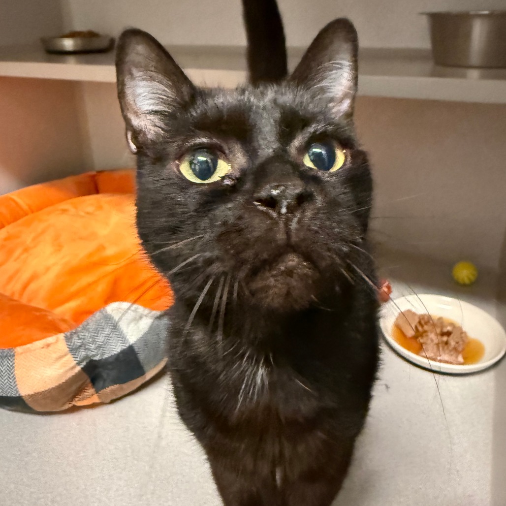 COCOA BEANS - Domestic Shorthair available for adoption