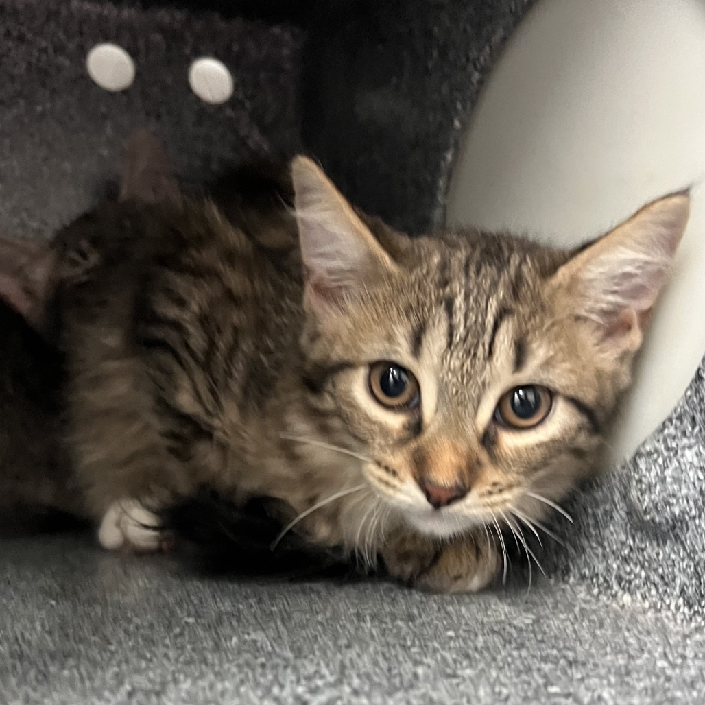 OATS - Domestic Shorthair available for adoption