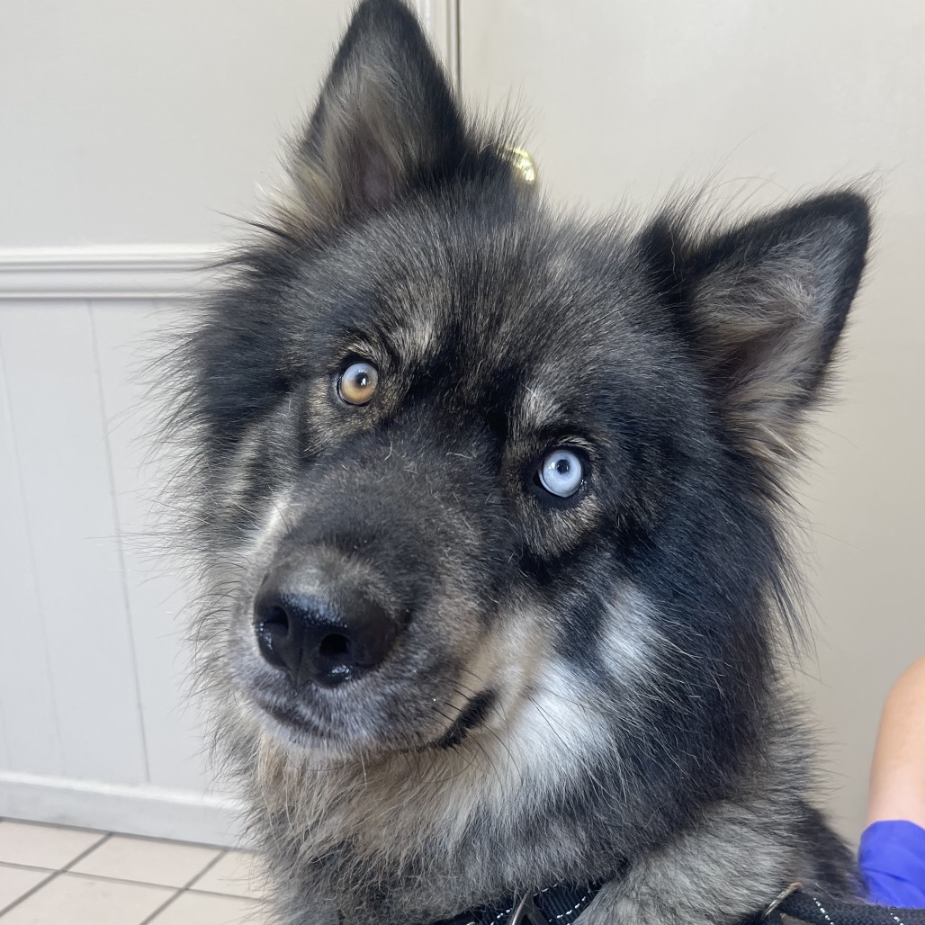 Tundra