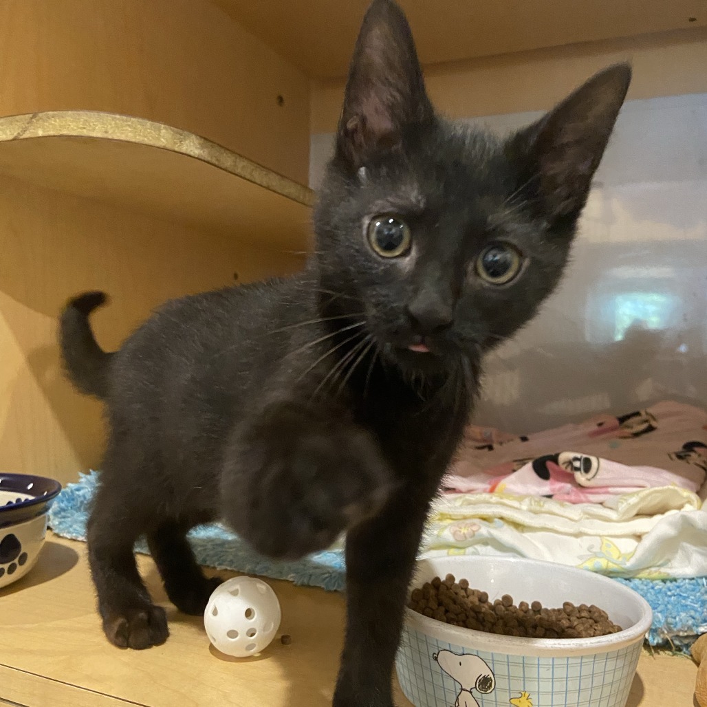 FLASH - Domestic Shorthair available for adoption
