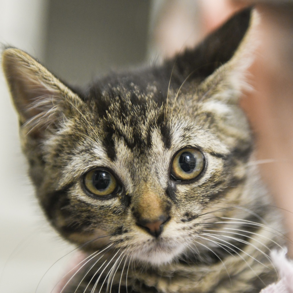 Lisa - Domestic Shorthair