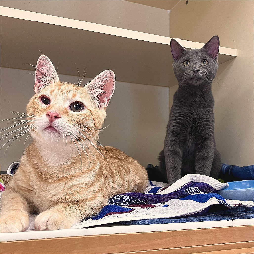 Mr. Fuzz & Remy *Bonded Pair*