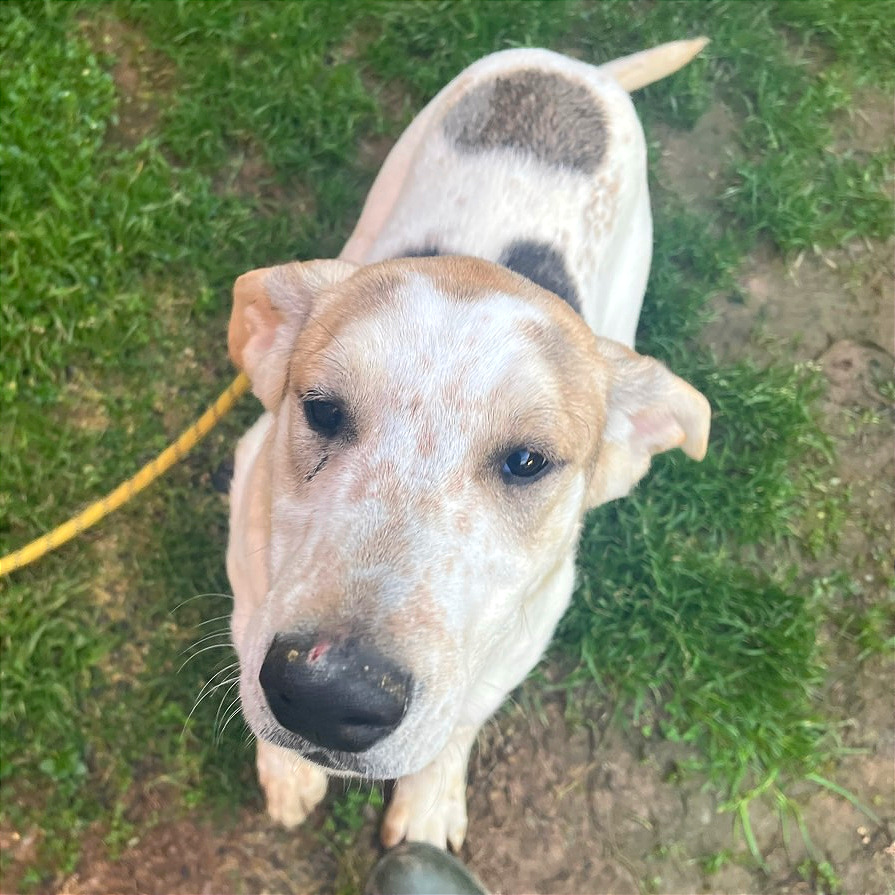 French Toast — thumbnail 11