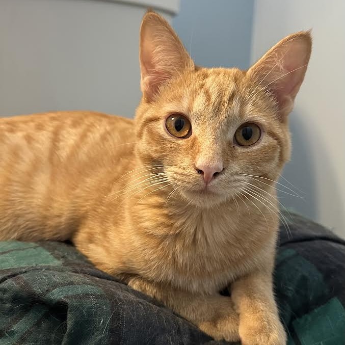CHLOE - Domestic Shorthair available for adoption