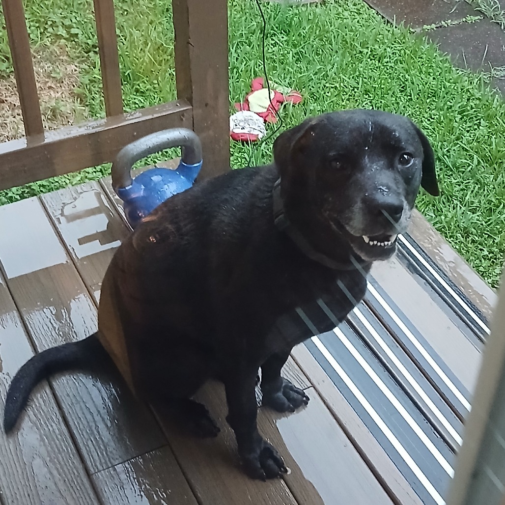 SACKY - Retriever / Labrador available for adoption