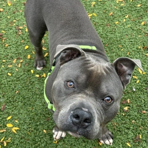 Maximillian