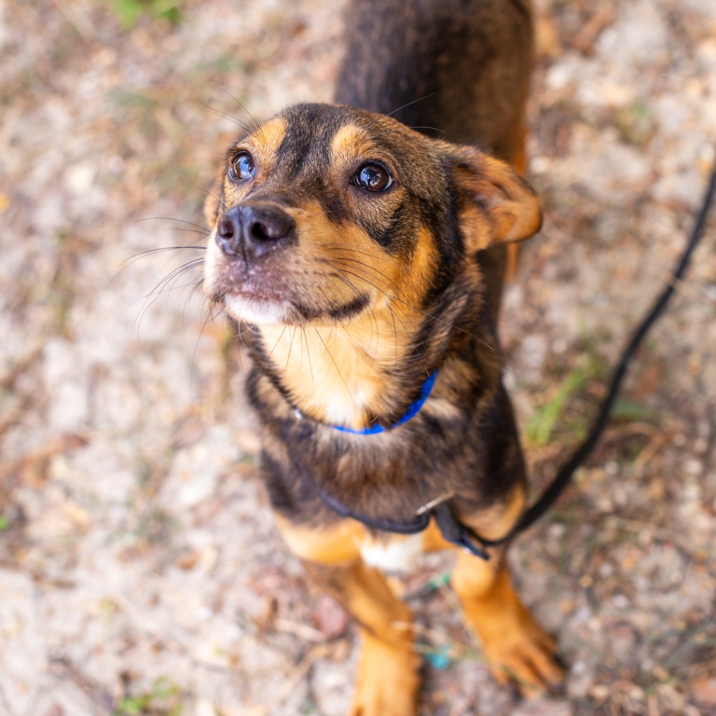 BOSCO - Dachshund / Terrier available for adoption