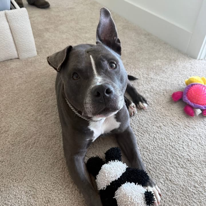 Ox, additional photo