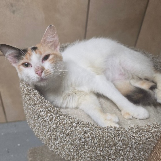 CANDI - Domestic Medium Hair / Mix available for adoption