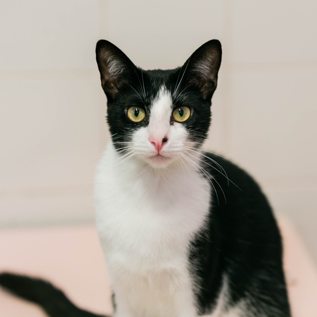 BON JOVI - Domestic Shorthair available for adoption