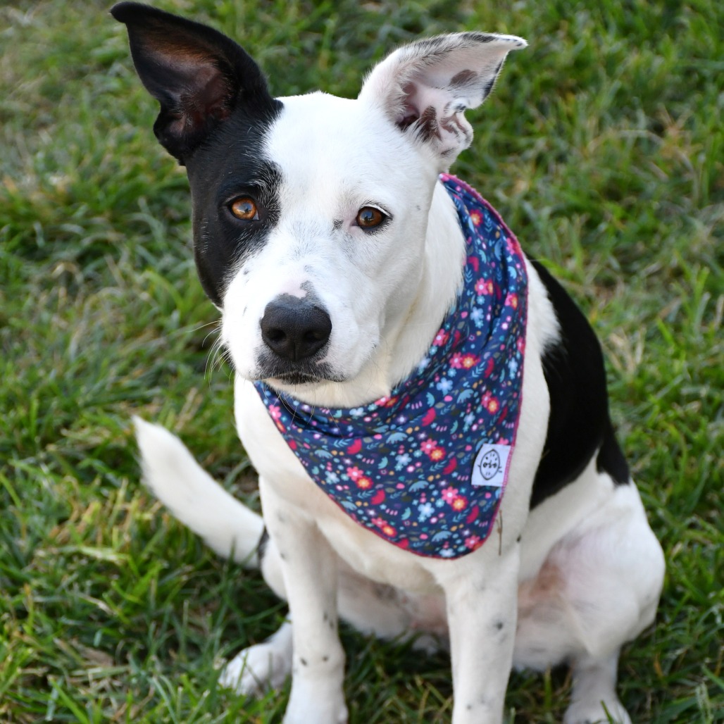 PIPER - Terrier, American Pit Bull / Retriever, Labrador available for adoption