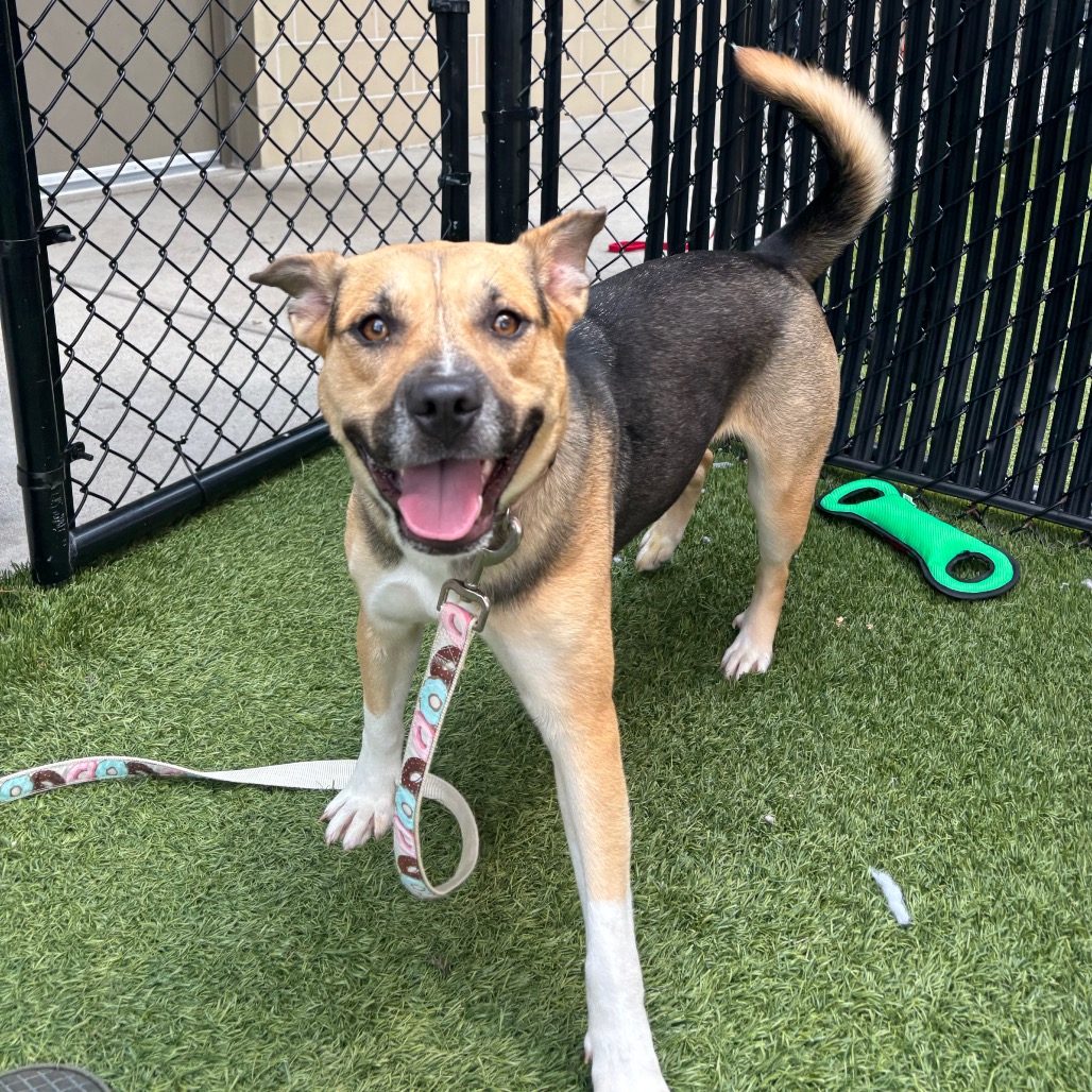 GWEN - Mixed Breed (Medium) available for adoption