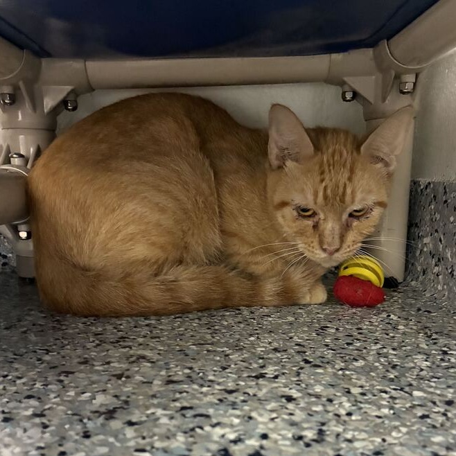 CANTALOUPE - Domestic Shorthair for adoption in Dayton