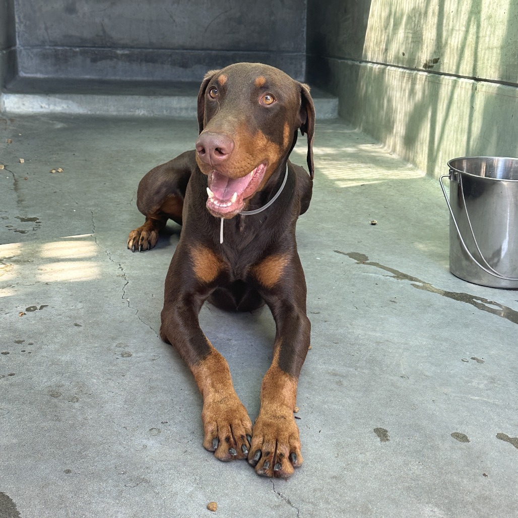 Doberman Pinscher