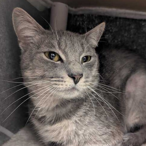 CATERPILLAR - Domestic Shorthair available for adoption