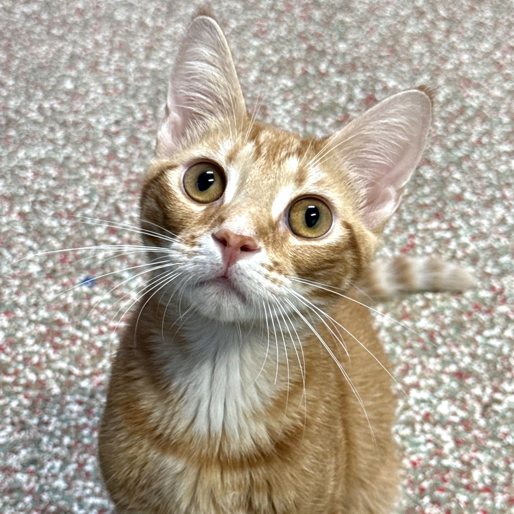 Image of Apollo looking at the camera