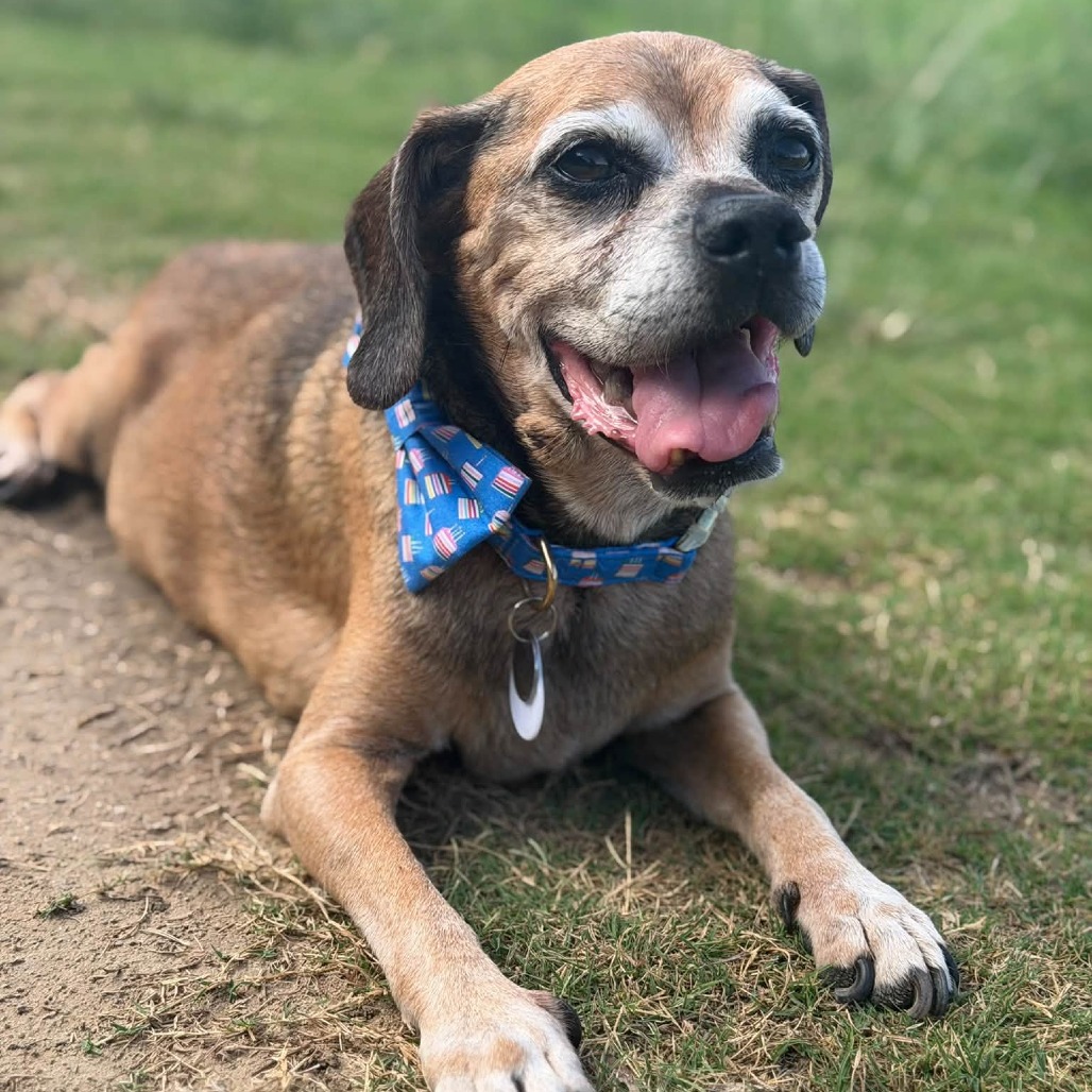 Puggle, photo 8